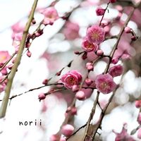 枝垂れ梅,しだれ梅,iPhone撮影,お出かけ先にて,ご近所さんのお花の画像