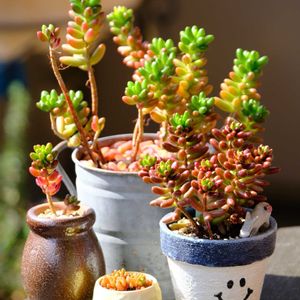 多肉植物,ベランダガーデニング,多肉植物のある暮らし,お気に入りの鉢,癒し…♡の画像