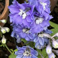 デルフィニウム,デルフィニウム,キンポウゲ科,散歩道の花の画像