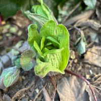 蓮の花,つるバラ,バラ大好き,バラのある暮らし,お花大好き♡の画像