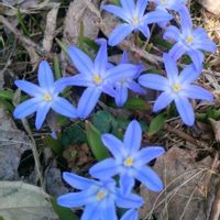 チオノドクサの画像