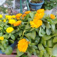 カレンデュラ,鉢植えの画像