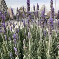 ラベンダー,ラベンダー,フレンチラベンダー,フレンチラベンダー,ハーブの画像