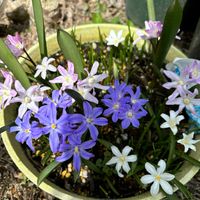 チオノドクサ,ニリンソウ,キバナノアマナ,山野草,今日の花の画像