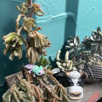 ゴーラム,白檀,7cエケベリア,ベランダガーデン,ベランダ多肉の画像