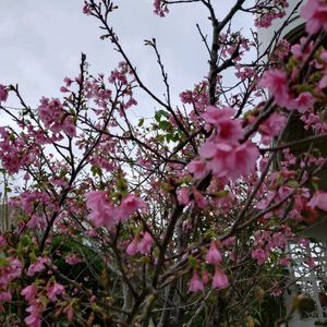 カランコエ,ハイビスカス,ミニトマト,ブロッコリー,緋寒桜（ひかんざくら）の画像