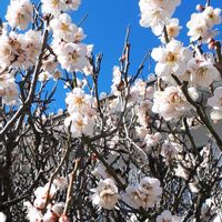 ウメ,シクラメン,花言葉,しあわせ運べるように,いつも心に太陽をの画像