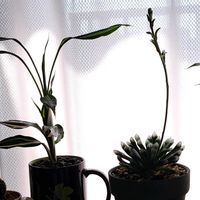 ドラセナ,クーペリー,クーペリー,復興祈願,花友さんに感謝の画像