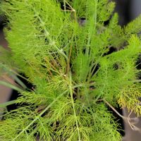 フェンネル,ベランダの画像