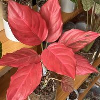 アグラオネマ,アグラオネマ,サトイモ科,観葉植物,ハイドロカルチャーの画像