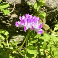 レンゲソウ,山野草,野草の画像