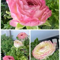 アリッサム,ラナンキュラス,ビオラ,タチアオイ,カーネーションの蕾の画像