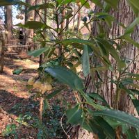 マンリョウの画像