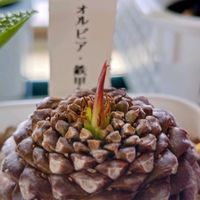 ユーフォルビア属,ユーフォルビア 鉄甲丸,花のある暮らし,多肉のある暮らし,植物のある暮らしの画像