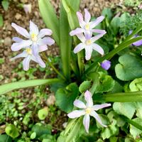 スイセン,スノードロップ,チオノドクサ,横浜イングリッシュガーデン,iPhone撮影の画像