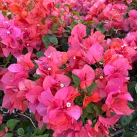 ブーゲンビリアの画像