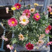 マーガレット,ラナンキュラス,アイビー,プチDIY,自己流アレンジの画像