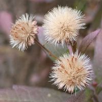 ノコンギク,綿毛,お出かけ先の画像