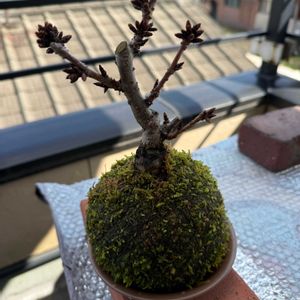 旭山桜,苔玉,ベランダの画像
