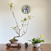 ネコヤナギ,ネコヤナギ,リュウキンカ,リュウキンカ,盆栽の画像