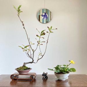 ネコヤナギ,ネコヤナギ,リュウキンカ,リュウキンカ,盆栽の画像