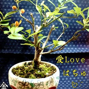 金豆(キンズ),キンズ,盆栽,小品盆栽,お庭の植物の画像