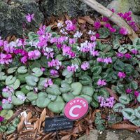 カトレア,シクラメン,チングルマ,カエンボク,セロジネ 原種の画像