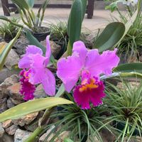 カトレアの画像