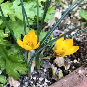 クロッカス,プランター,ベランダの画像