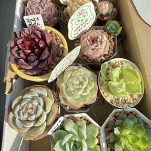 大和姫,アルビカンス,ポトシナ,ラブリーローズ,ゴールデンローズの画像