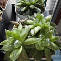 オブツーサ,多肉植物,観葉植物,ハオルチア属の画像