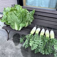 大根,白菜,はじめての栽培,獣害,家庭菜園の画像