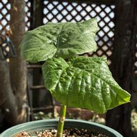 ウンベラータ,多肉植物,観葉植物,青い空,繋がりに感謝✨の画像