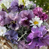 ネメシア,ネメシア,マーガレット,マーガレット,リナリアの画像