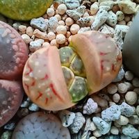 リトープス,多肉植物の画像