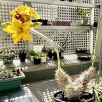 パキポディウム・デンシフローラム,多肉植物,塊根植物,咲いた！,パキポディウム属の画像