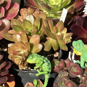 多肉植物,紅葉する多肉,❤️いいね、ありがとう,神奈川県,アエオニウム属 ブロンズメダルの画像