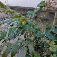 ヒイラギナンテンの画像