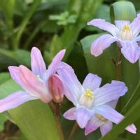 チオノドクサ,マーガレット,ギョリュウバイ,チオノドクサ（ピンク）,ビタミンカラーの画像