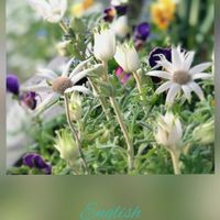 フランネルフラワー,寄せ植え,花のある暮らし,過去pic,チーム愛知の画像