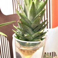 パイナップル,成長記録,水挿しの画像