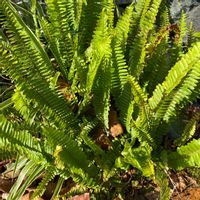 タマシダの画像