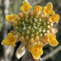 ミツマタ,お花は癒し,花が好き❤,☆携帯撮影☆の画像