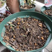 ミニバラ,剪定の画像