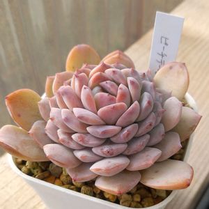 ピーチデーモン,軒下の画像