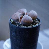 リトープス,世界らん展2026,リトープス フルビセペス,マクロレンズ,スマホ撮影の画像