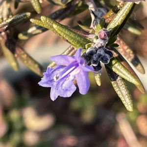 ローズマリー,꒰ღ˘◡˘ற꒱かわゅ~,一輪,植物中毒,今日の一枚❤の画像