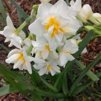 ウメ,ビワの花,プリンセチア,八重咲き日本水仙,白い花が好きの画像