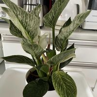 チオノドクサ,フィロデンドロン・バーキン,フィロデンドロン属,GSのみなさんに感謝♡,今日のお花の画像