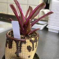 だるま秀麗,金のなる木,ネオレゲリア・ファイヤーボール斑入り,アメージング・グレース,タンク ブロメリアの画像